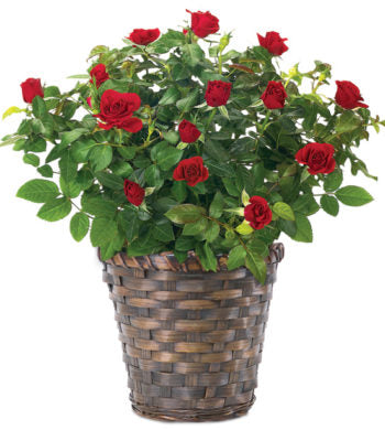 Monthly Blooming Rose Bush