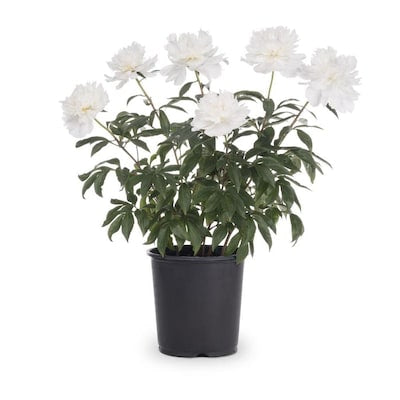 Peony Plant