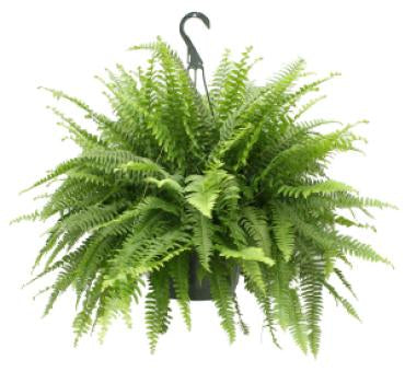 fake fern hanging plants Hanging Ferns – D Garden Floratique