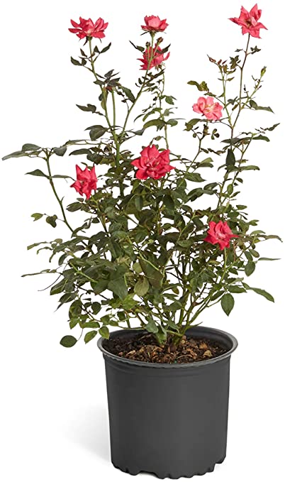 Rose Bush