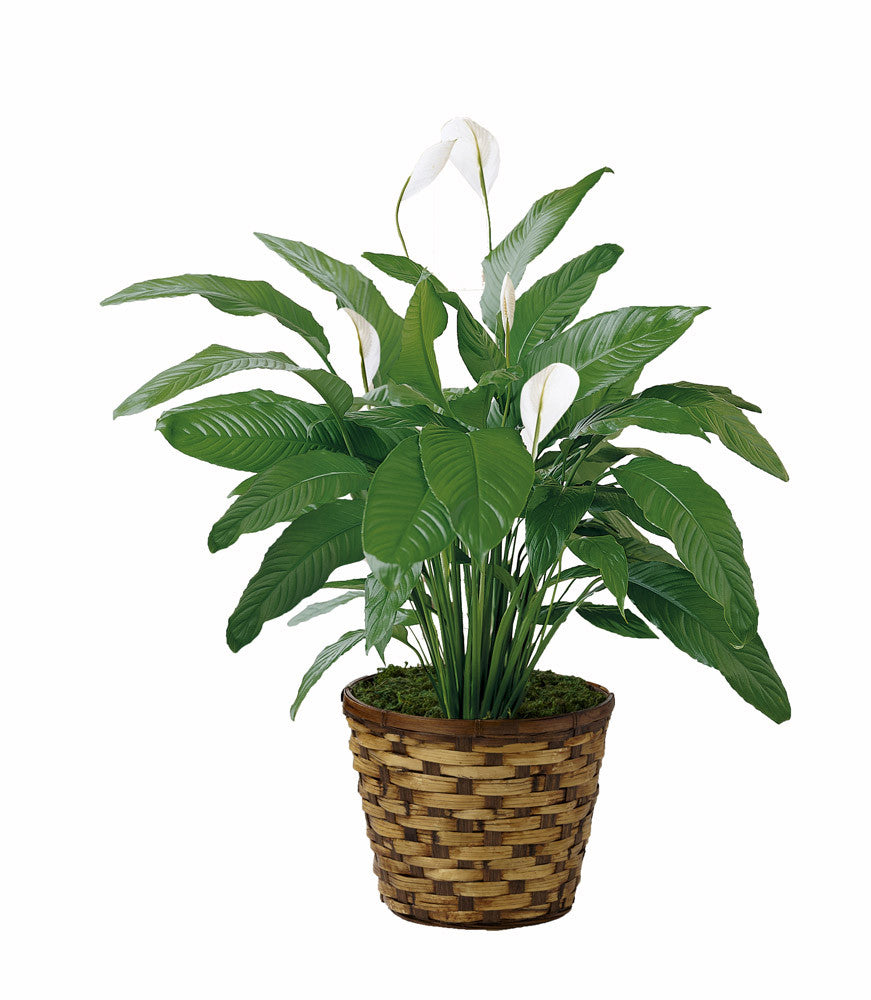 Basket Peace Lily