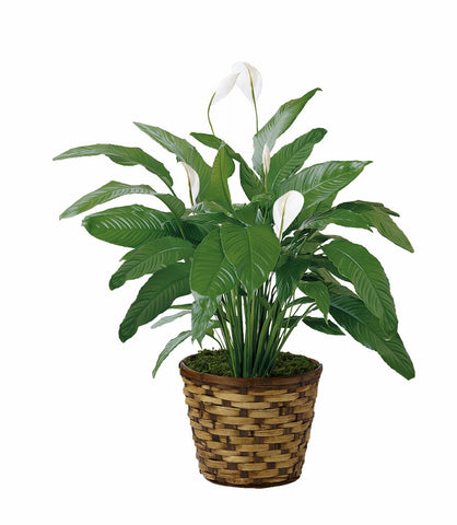 Cesta Lirio de la Paz