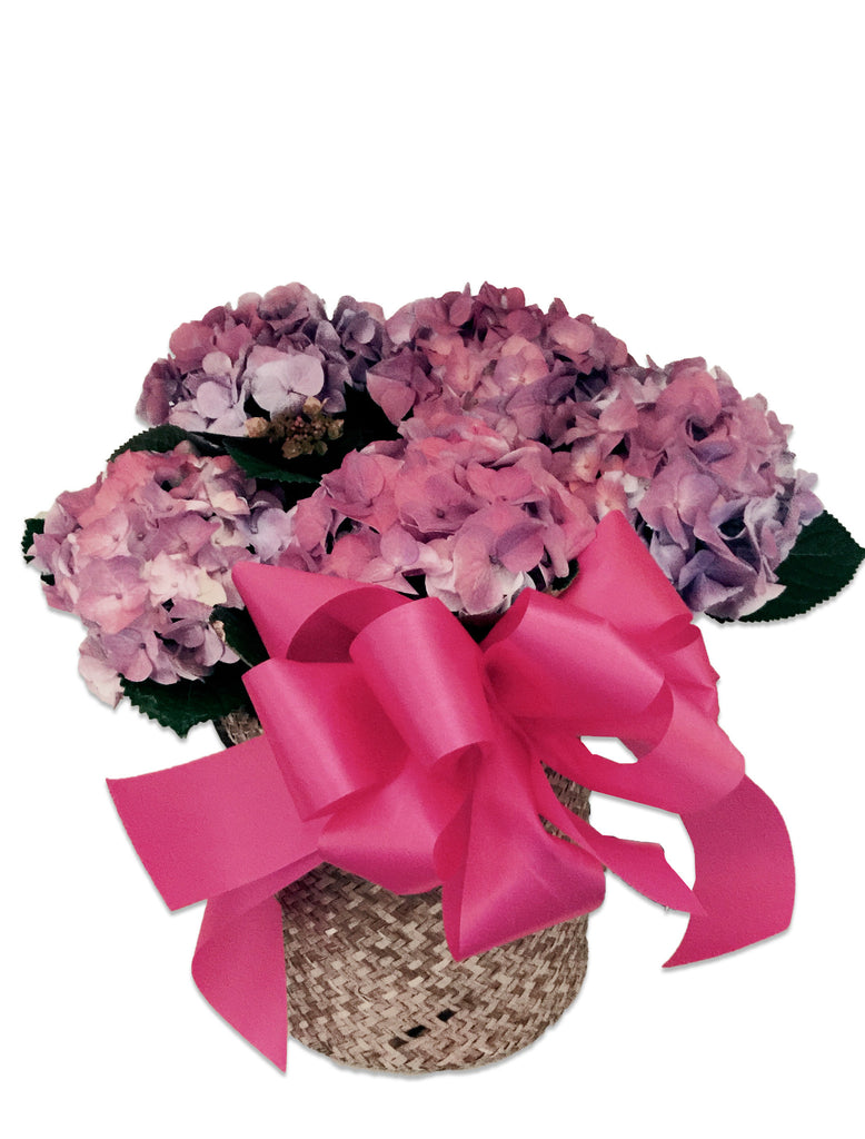 Hydrangea Basket