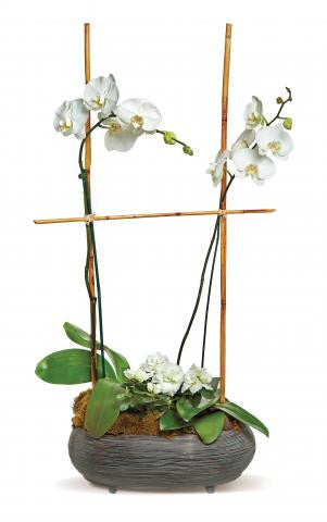 Two White Orchids