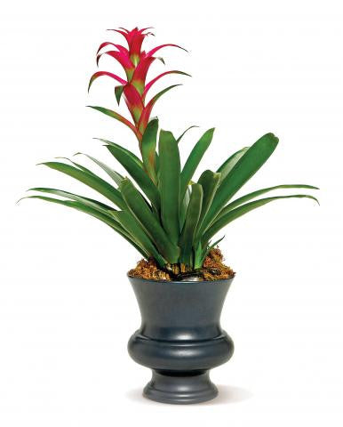 Blooming Bromeliad