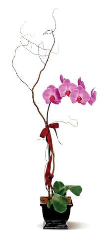 Lavender Phalaenopsis
