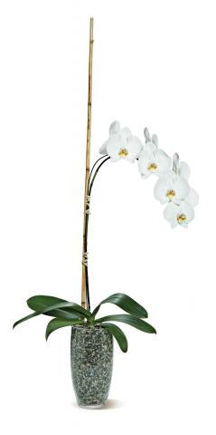 Potted Phalaenopsis