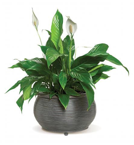 amazon peace lily plant Sympathy Plant – D Garden Floratique