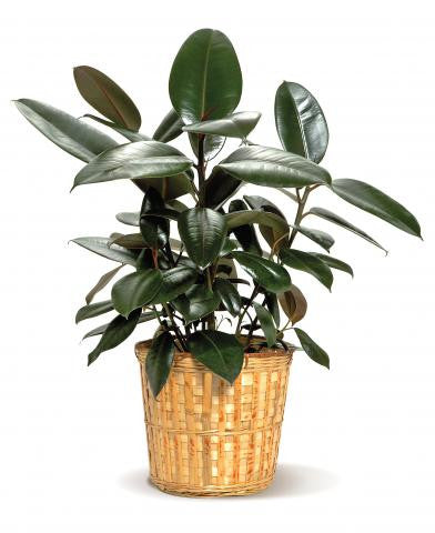 rubber plant house Rubber Plant – D Garden Floratique