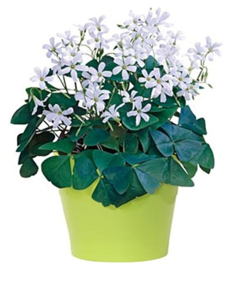 Shamrock plant