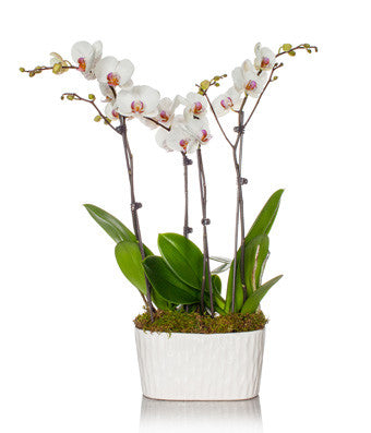 Irresistible Orchid Planter