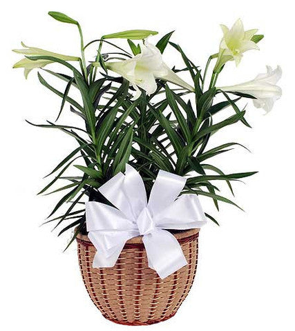 Easter Lily Planter