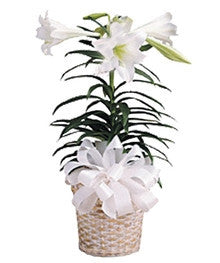 Easter Lily Plant