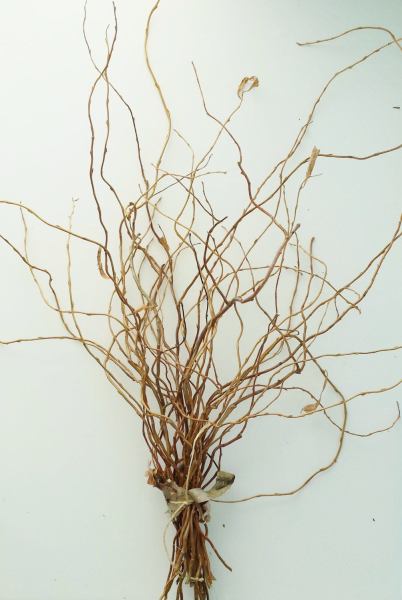 Natural curly willow branches