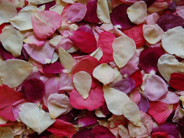 Bag of Confetti Rose Petals