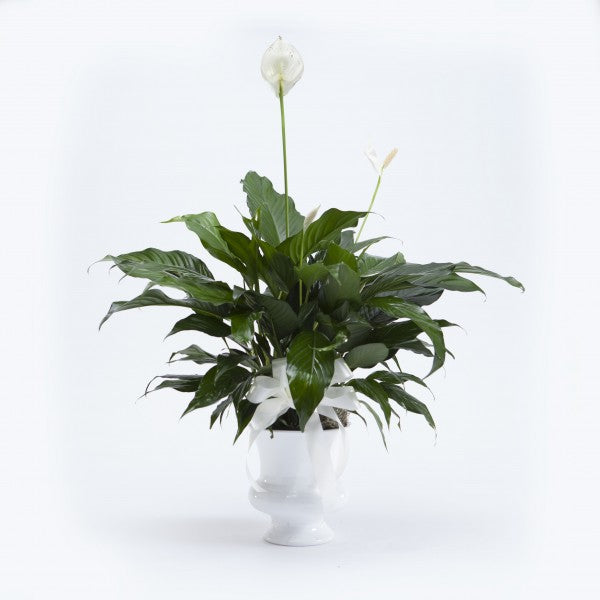 Classic Peace Lily in White Urn