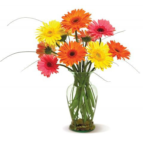 Happy Gerberas