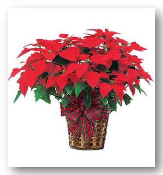 Magnífica planta de flor de Pascua