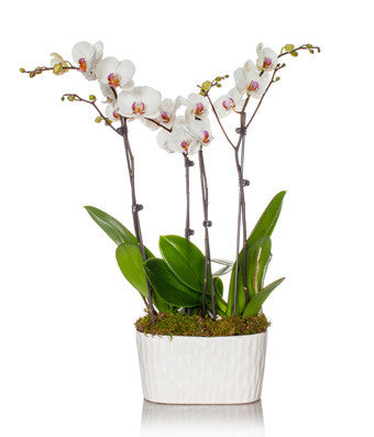 Maceta de orquídeas irresistible