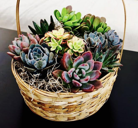 Succulent Garden Basket