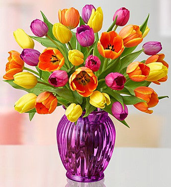 tulipanes radiantes
